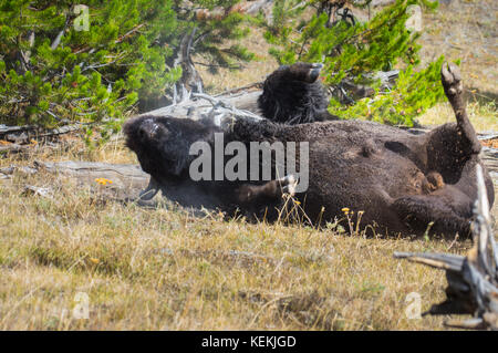 Nahaufnahme von einem amerikanischen Bison rollen auf dem Boden. Stockfoto