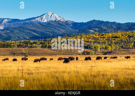 Bisons grasen in einem großen offenen goldenen Feld in Wyoming unter einer kleinen schneebedeckten Berg. Stockfoto