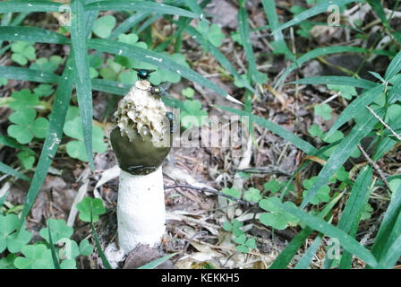 Gemeinsame Exemplar des Gemeinen Stinkmorchels (phallus impudicus), und fliegt mit seinem Geruch im grünen Gras am Wald angezogen. Stockfoto