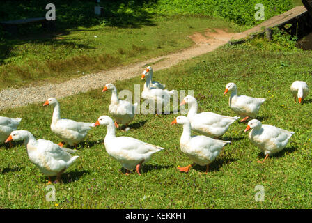 Eine Gruppe von hellen, weißen Gänse über das grüne Gras im Feld auf sonnigen Sommertag, Sibiu, Rumänien. Stockfoto