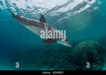 Indischen Ozean Tümmler, Tursiops Aduncus, Marsa Alam, Rotes Meer, Ägypten Stockfoto