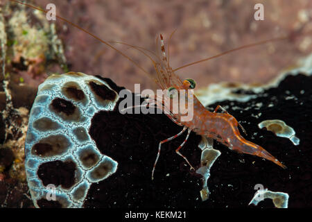 Grün - Auge tanzen Garnelen, Cinetorhynchus reticulatus, Marsa Alam, Rotes Meer, Ägypten Stockfoto