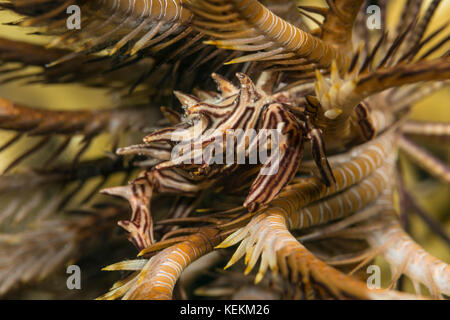 Federsterne Krabben, tiaramedon spinosus, Marsa Alam, Rotes Meer, Ägypten Stockfoto