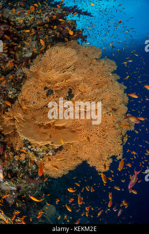 Giant Sea Fan, Annella Mollis, Marsa Alam, Rotes Meer, Ägypten Stockfoto