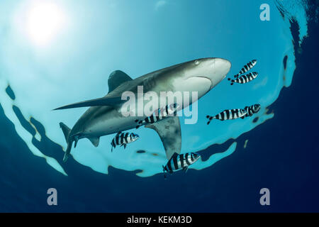 Bavaria Weißspitzen Hai, Carcharhinus Longimanus, Elphinstone Riff, Rotes Meer, Ägypten Stockfoto