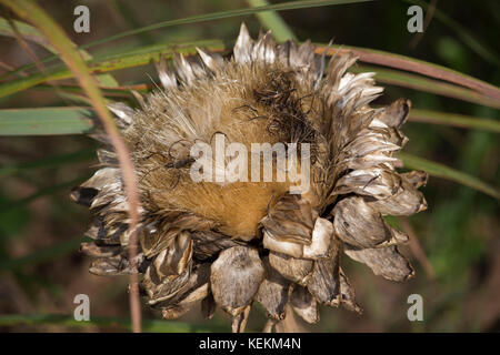 Saatgut Staats Artischocke (Cynara Cardunculus var. Scolymus) eine Vielzahl von Arten der Distel als Lebensmittel verteilen keimfähiger Samen angebaut. Stockfoto