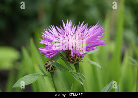 Die centaurea dealbata teenbergii' Stockfoto