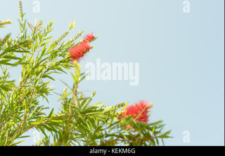 Red Australian wildflower Callistemon bottlebrush Blüte im Frühjahr gegen einen wolkenlosen blauen Himmel Hintergrund Stockfoto