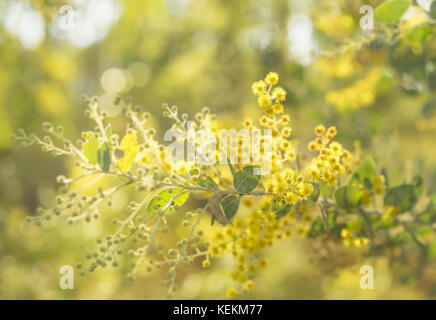 Frühe sonnigen Morgen in Australien Bush mit Sonnenschein Streaming auf bis goldgelb blühende Australische wattle Tree Stockfoto