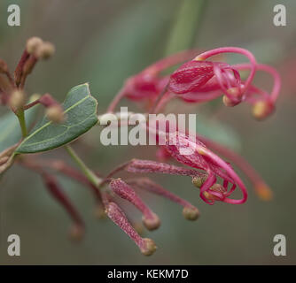 Australische rote Wildflower, Grevillea Pracht, Makro von Spider Blume Blüte Stockfoto