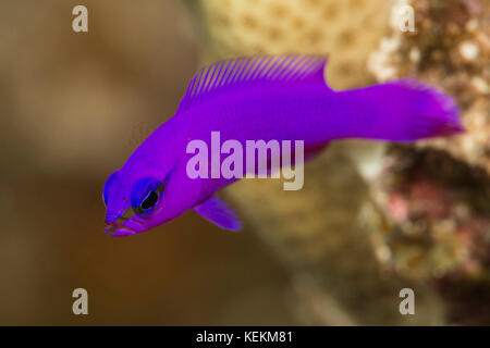 Orchid Dottyback, Pseudochromis fridmani, Marsa Alam, Rotes Meer, Ägypten Stockfoto