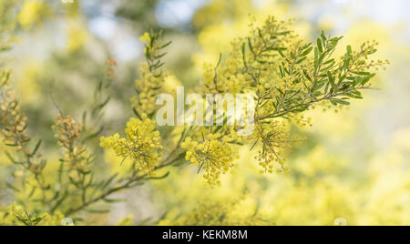 Frühling in Australien mit gelben wattle Blumen erblühen und bokeh Hintergrund Stockfoto