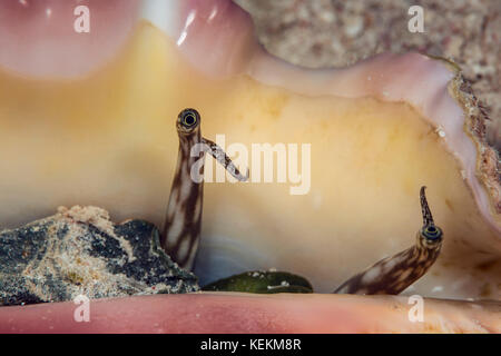 Auge der Riesenspinne Conch, Lambis truncata, Marsa Alam, Rotes Meer, Ägypten Stockfoto