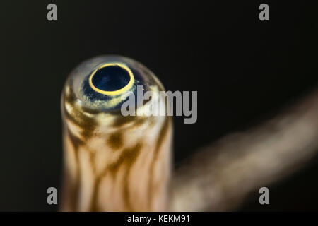 Auge der Riesenspinne Conch, Lambis truncata, Marsa Alam, Rotes Meer, Ägypten Stockfoto