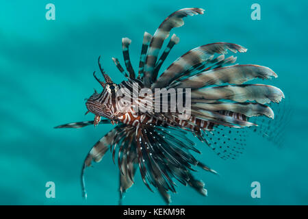 Gemeinsame Feuerfische, pterois Miles, Elphinstone Riff, Rotes Meer, Ägypten