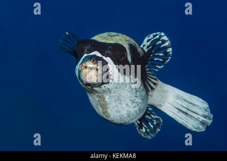 Maskiert Kugelfisch, Arothron Diadematus, Marsa Alam, Rotes Meer, Ägypten Stockfoto