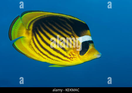 Waschbär Falterfische, Chaetodon fasciatus, Elphinstone Riff, Rotes Meer, Ägypten Stockfoto