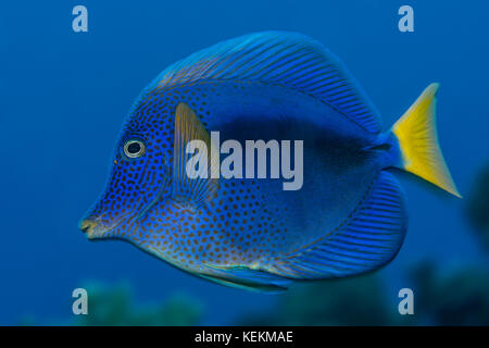 Yellowtail Tang, Zebrasoma xanthurum, Elphinstone Riff, Rotes Meer, Ägypten Stockfoto