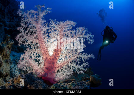 Farbige Weichkorallen, dendronephthya klunzingeri, Marsa Alam, Rotes Meer, Ägypten Stockfoto