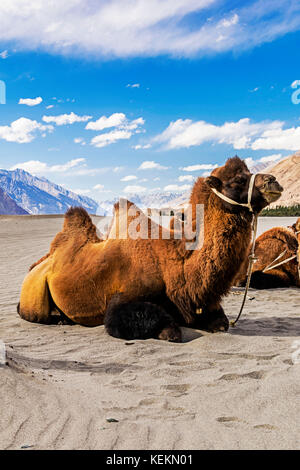 Die wilden bactrian Camel (camelus Ferus) wurde zuerst von nikolay przhevalsky im späten 19. Jahrhundert beschrieben. Stockfoto