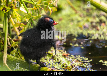 Ein sumpfhuhn Küken Balancieren auf einem Reed vor einem Teich. Stockfoto