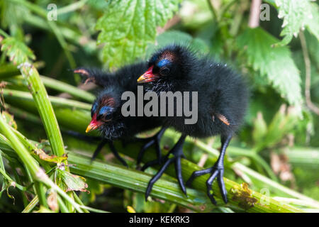 Zwei sumpfhuhn Küken Balancieren auf einem Schilf neben einem Teich. Stockfoto