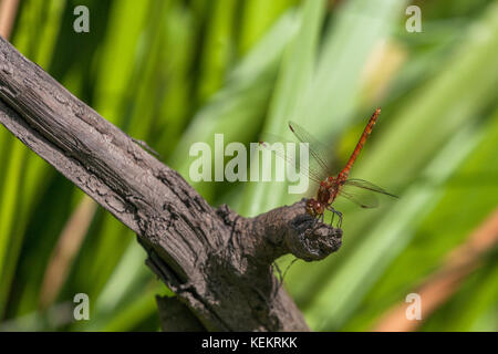 Gewöhnliches Darter Männchen mit gelben Thorax-Paneelen, auf einem getrockneten Ast mit Schilf im Hintergrund thront. Stockfoto