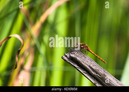 Gewöhnliches Darter Männchen mit gelben Thorax-Paneelen, auf einem getrockneten Ast mit Schilf im Hintergrund thront. Stockfoto