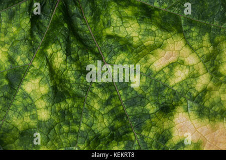 Nahaufnahme Kürbis Blatt. Abstrakt grün und gelb Blatt hintergrund und Textur. Selektive konzentrieren. Stockfoto