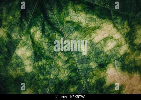 Nahaufnahme Kürbis Blatt. Abstrakt grün und gelb Blatt hintergrund und Textur. Selektive konzentrieren. Stockfoto