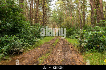 Muddy nassen Feldweg durch einen Wald von Scots führenden Kiefer Pinus sylvestris und Rhododendron Büsche, East Lothian, Schottland, Großbritannien Stockfoto