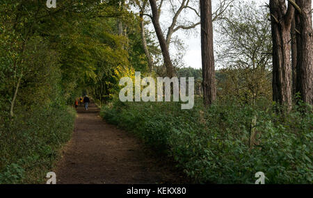 Familie mit jungen Kindern zu Fuß auf den langen, geraden Schmutz weg im Tyninghame woodland Estate, East Lothian, Schottland, Großbritannien Stockfoto