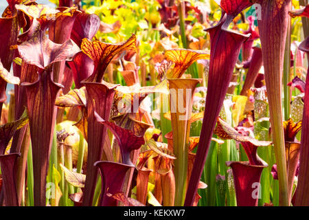 Sarracenia, die Kannenpflanze, die frisst Insekten anlocken, indem Sie sie in Ihre tube geformte Blätter. Stockfoto