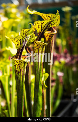 Sarracenia, die Kannenpflanze, die frisst Insekten anlocken, indem Sie sie in Ihre tube geformte Blätter. Stockfoto