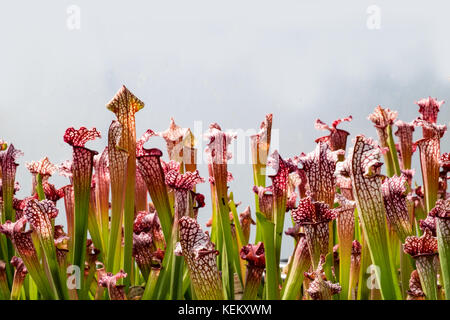 Sarracenia, die Kannenpflanze, die frisst Insekten anlocken, indem Sie sie in Ihre tube geformte Blätter. Stockfoto