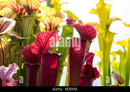 Sarracenia, die Kannenpflanze, die frisst Insekten anlocken, indem Sie sie in Ihre tube geformte Blätter. Stockfoto