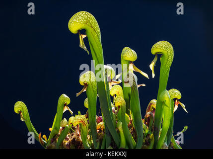 Darlingtonia californica ist eine fleischfressende Pflanze, die Insekten lockt in die Falle Stockfoto
