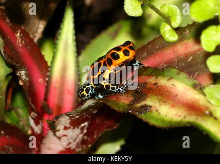 Südamerikanische Pfeilgiftfrosch Mimic (Ranitomeya imitator Varadero oder Dendrobates Imitator jeberos, früher), beheimatet in Peru. Stockfoto