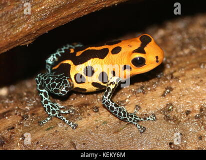 Südamerikanische Pfeilgiftfrosch Mimic (Ranitomeya imitator Varadero oder Dendrobates Imitator jeberos, früher), beheimatet in Peru. Stockfoto