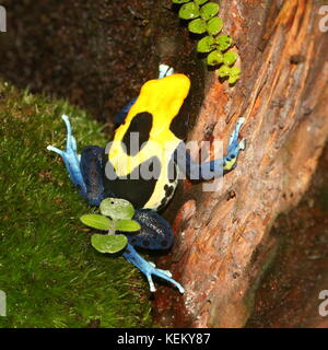 Südamerikanische Färbegiftpfeilfrosch oder Zinkgiftfrosch (Dendrobates tinctorius, Rana tinctoria), aus Guyana, Suriname, Brasilien, Französisch-Guayana Stockfoto