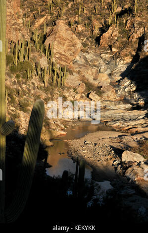 Saguaro Kaktus säumen die unteren Wasserfälle der Tanque Verde Falls am Tanque Verde Creek in Redington Pass, Rincon Mountains, Sonoran Desert, Tucson, Arizona, Stockfoto