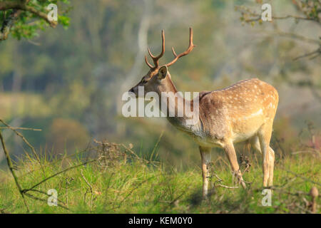 Nahaufnahme, Porträt einer männlichen Damwild Hirsch, Dama Dama, stehend in einem grünen Wald im Herbst Saison. Stockfoto