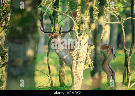 Nahaufnahme, Porträt einer männlichen Damwild Hirsch, Dama Dama, brünstige Verhalten tief in einem dunklen grünen Wald im Herbst Saison versteckt. Stockfoto
