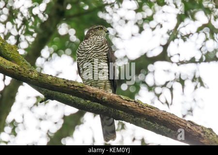 Nahaufnahme einer Frau Habicht, Accipiter gentilis. Dieser greifvogel ist auf einem Zweig in einem grünen Baum gehockt. Stockfoto