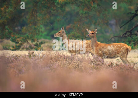 Rothirsch Cervus elaphus weiblichen fawn über lila Heidekraut in einem Wald suchen Stockfoto