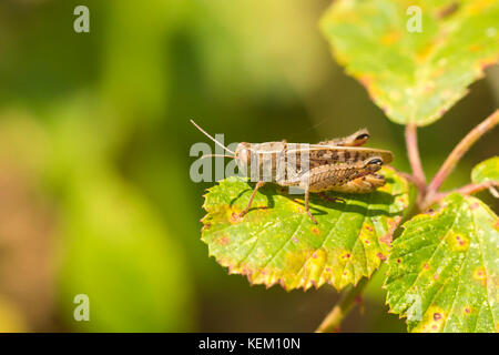 Nahaufnahme von einer Wiese Grashüpfer - chorthippus Parallelus - Ruhen in Sonnenlicht auf einem grünen Blatt Stockfoto