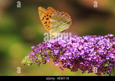 Silber - gewaschen fritillary (Ceriagrion tenellum) Schmetterling Fütterung Nektar und Bestäubung auf lila Flieder Buddleja davidii Stockfoto