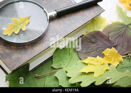 Blätter im Herbst auf einem Plaid und verschiedene Objekte Stockfoto