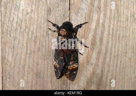 Toten Kopf. Die große massive Schmetterling gehört zur Familie der brazhnik. Nacht Insekt. Stockfoto