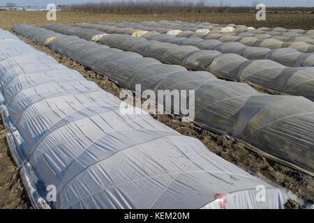 Gewächshäuser aus Polymer Film. frühen Frühling im Garten Gewächshäuser. Stockfoto